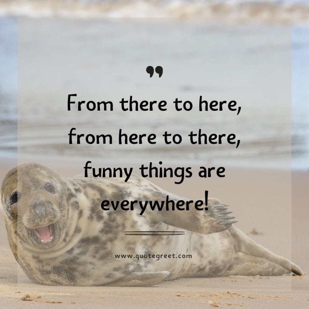 funny-quote-of-the-day-24-april-monday-24th-today-funny-animal-seal-humor-hilarious-quotes